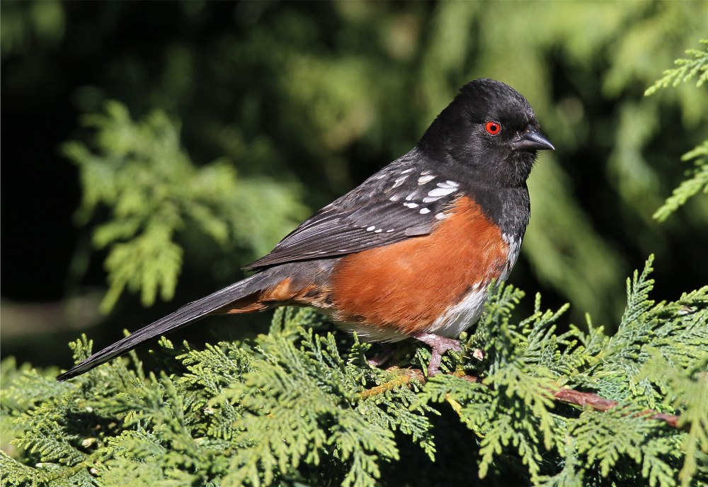 Pipilo erythrophthalmus