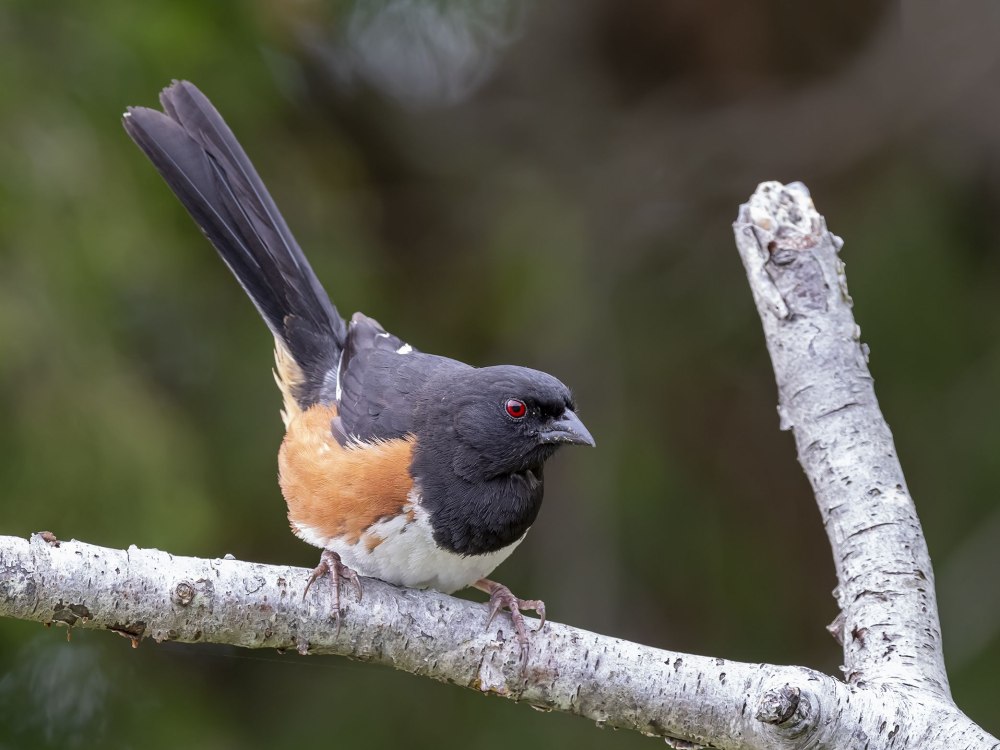 Eastern Towhee