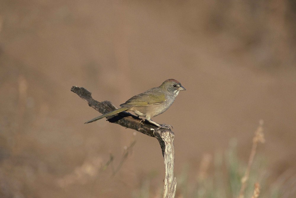 Green-tailed Towhee