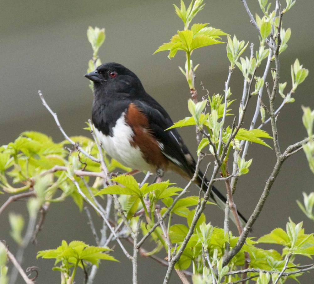 Pipilo erythrophthalmus