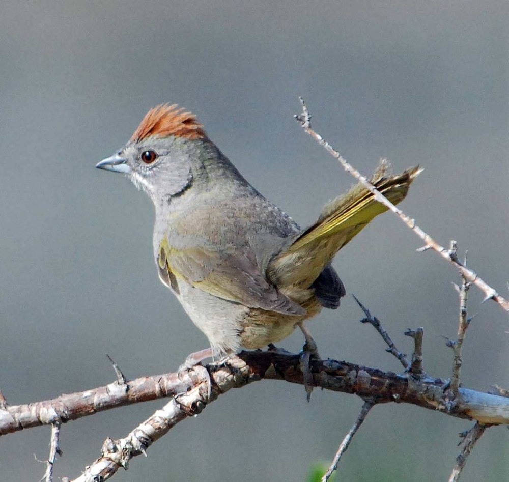 Green-tailed Towhee