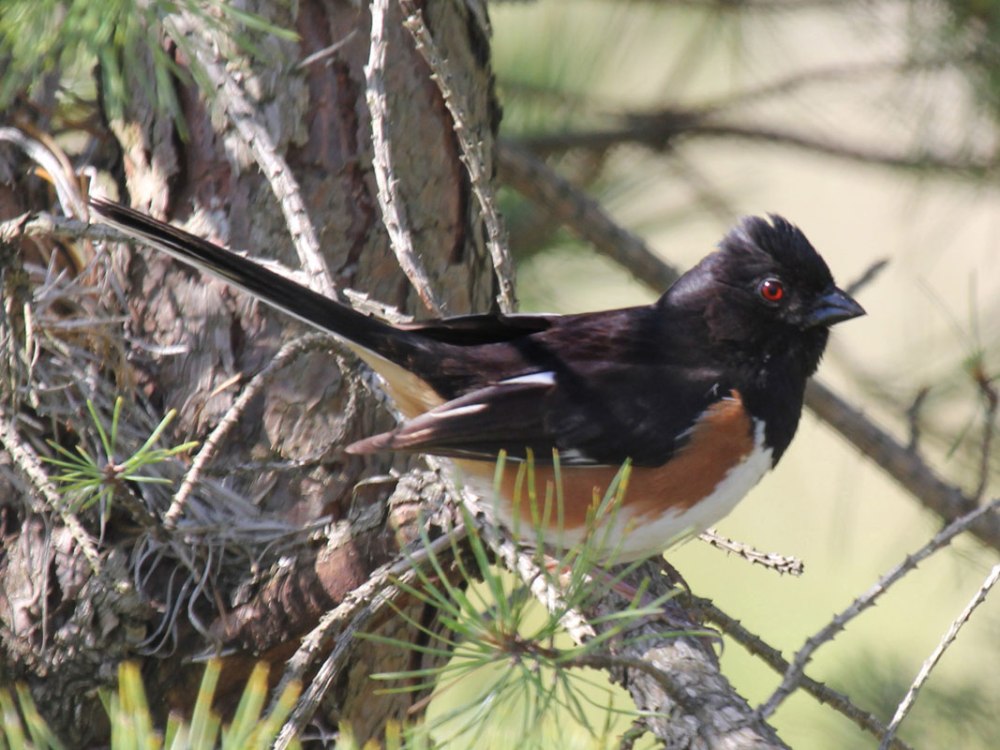 Eastern Towhee перевод
