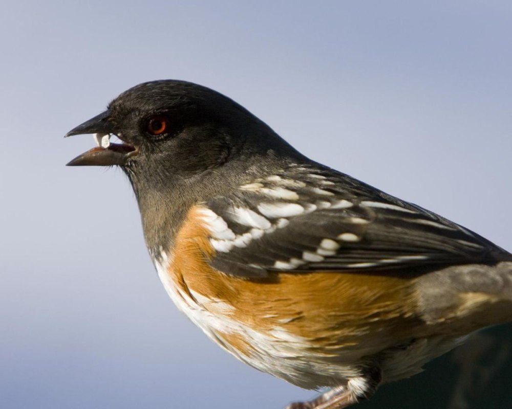 Spotted Towhee (Pipilo maculatus)