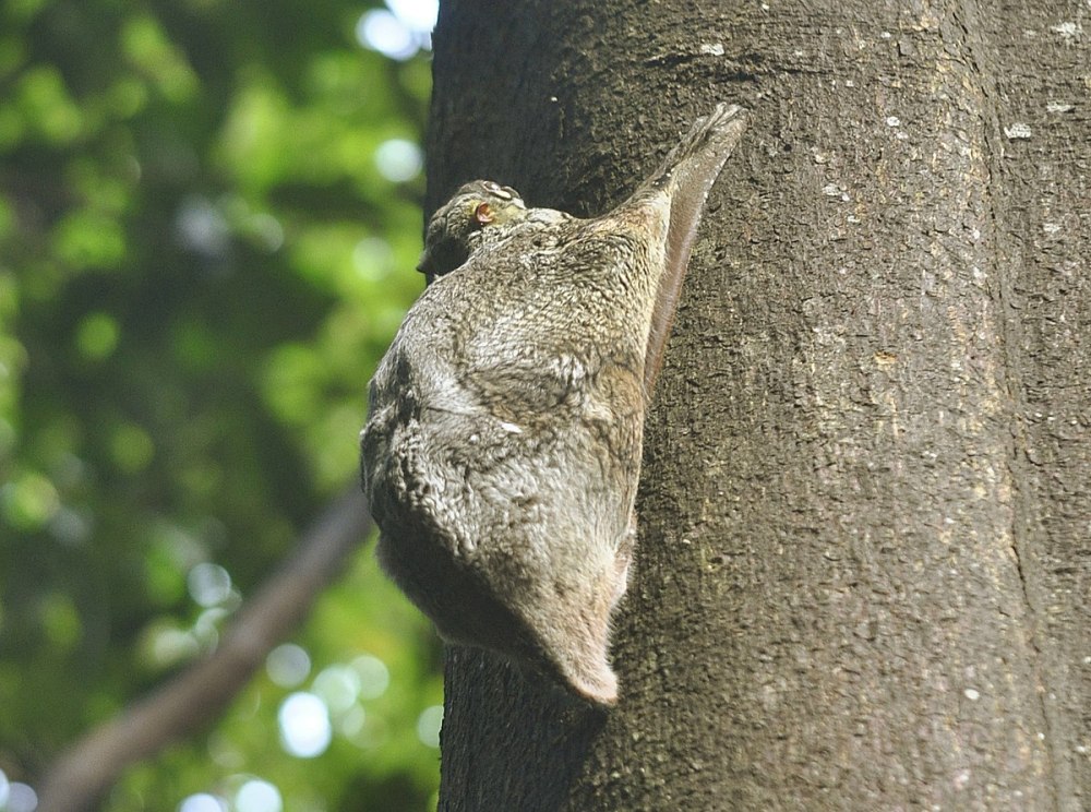 Galeopterus variegatus присоски