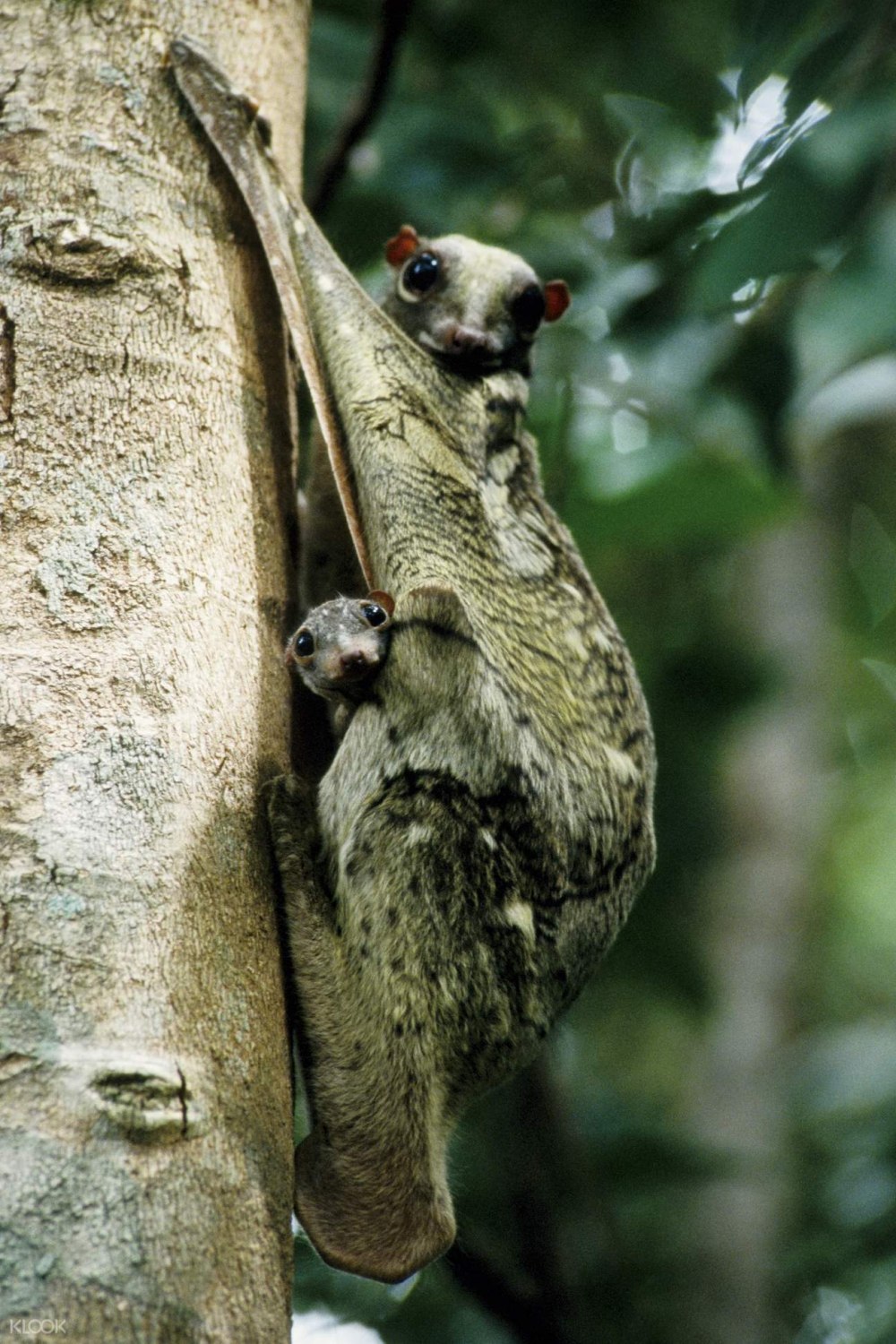 Malayan Colugo