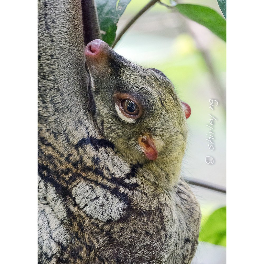 Galeopterus variegatus