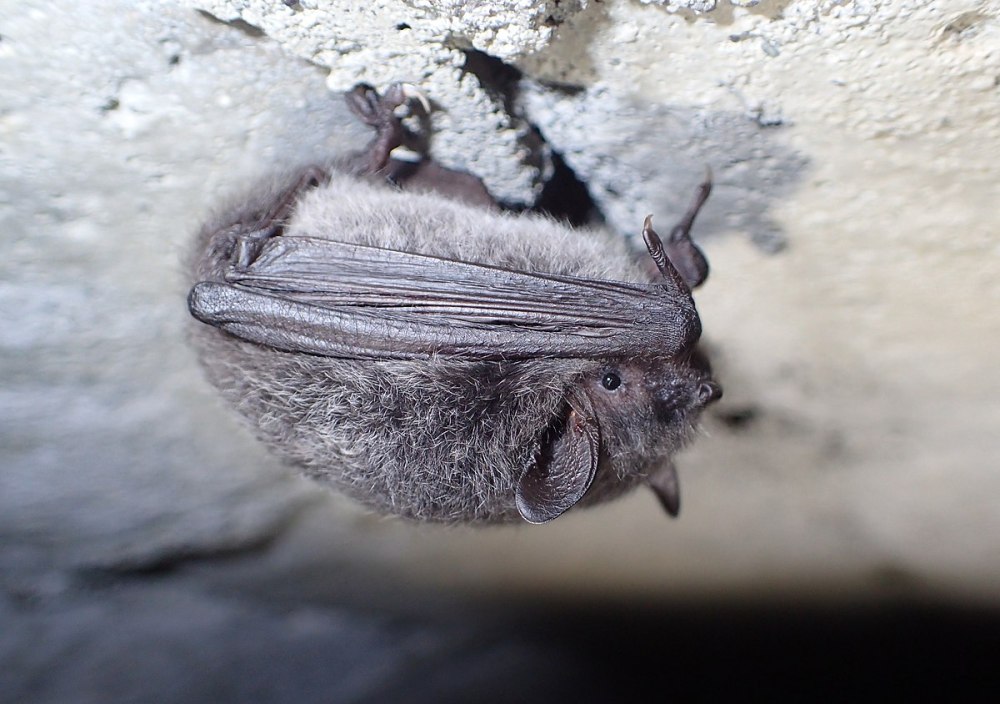 Hodgson's bat