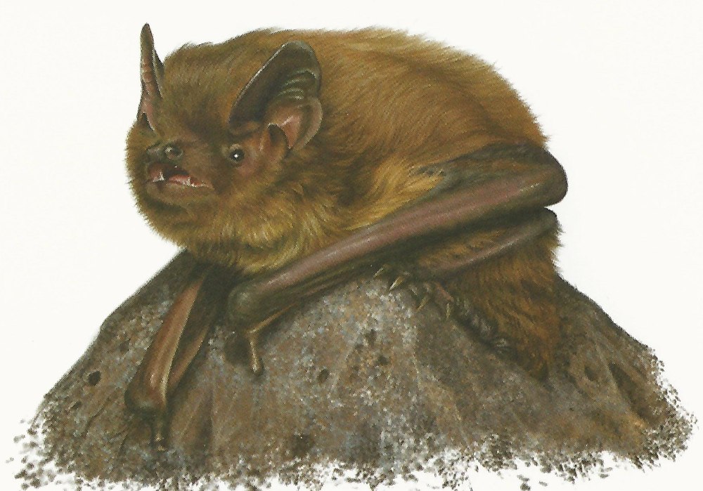 Нетопырь Лесной (pipistrellus nathusii)