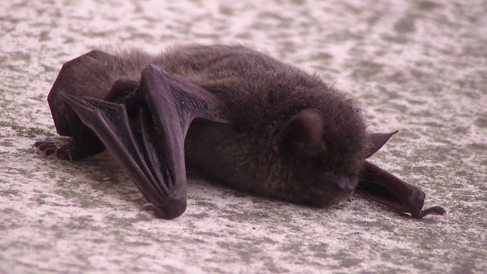 Pipistrellus ABRAMUS