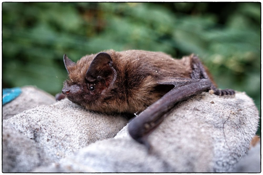 Нетопырь-карлик pipistrellus pipistrellus
