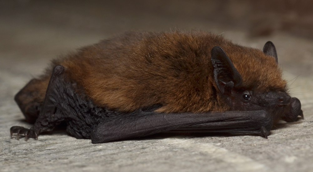 Нетопырь-карлик pipistrellus pipistrellus