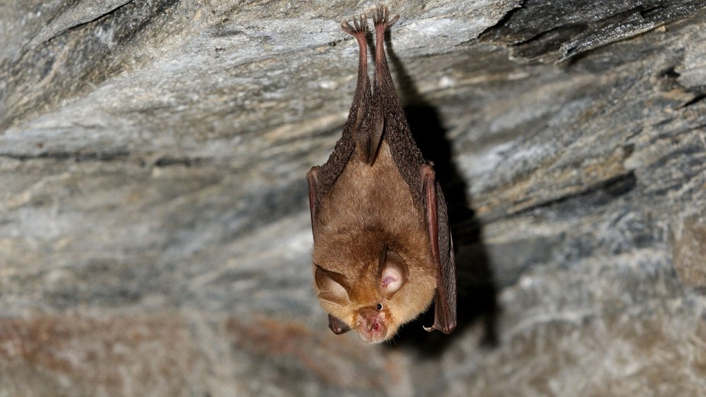 Rhinolophus ferrumequinum