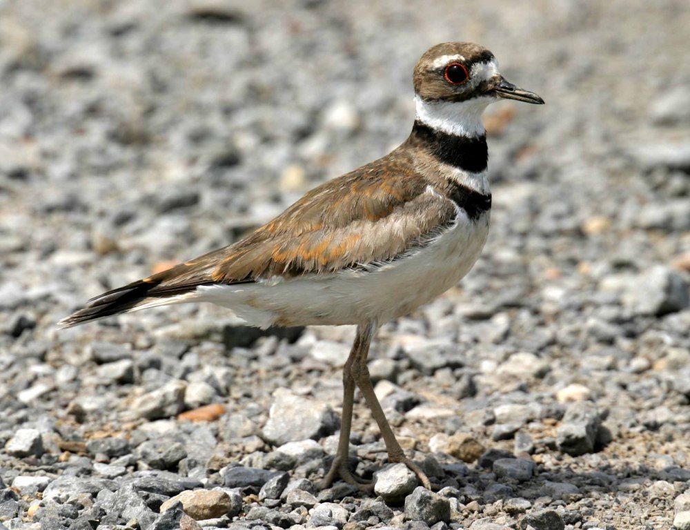 Charadrius vociferus