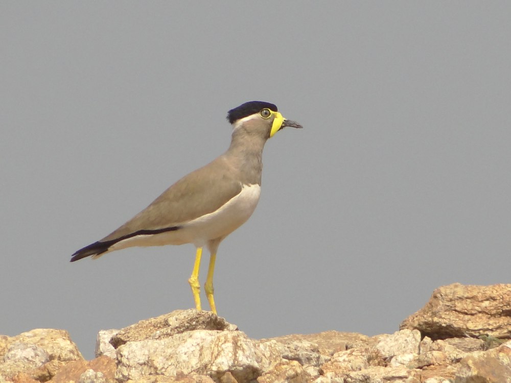 Vanellus malabaricus