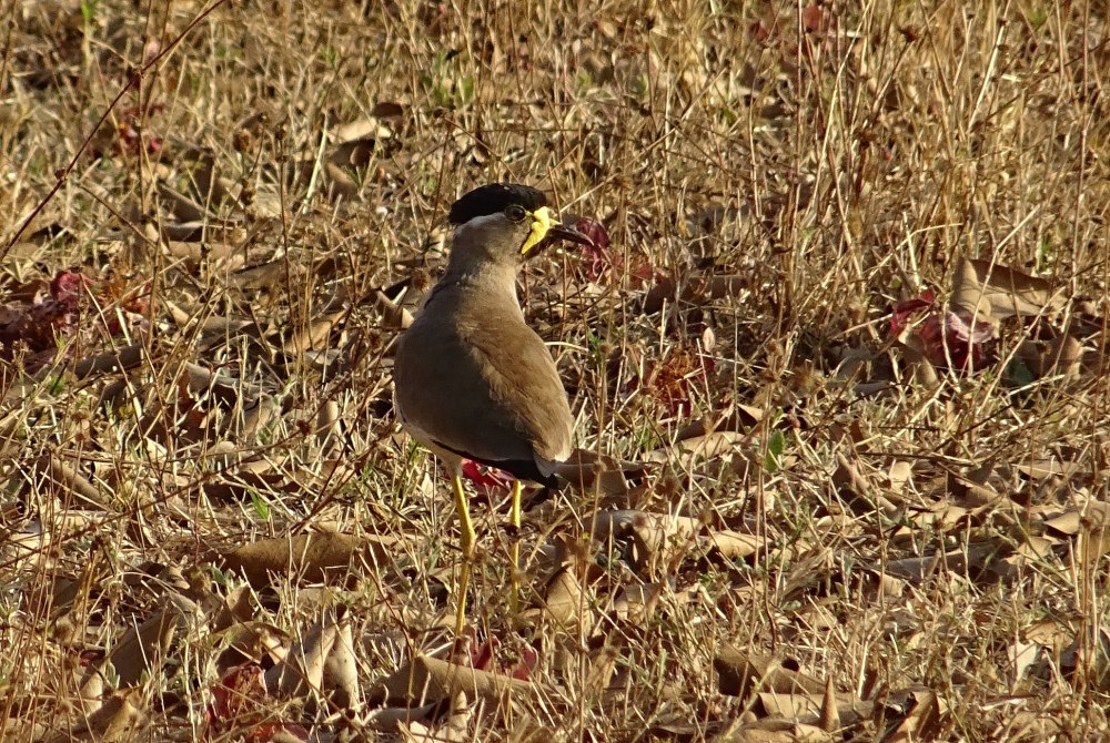 Vanellus malabaricus
