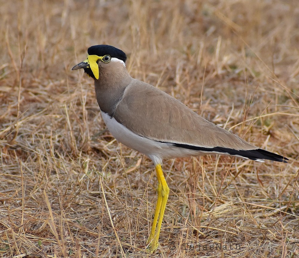 Yellow-wattled Lapwing