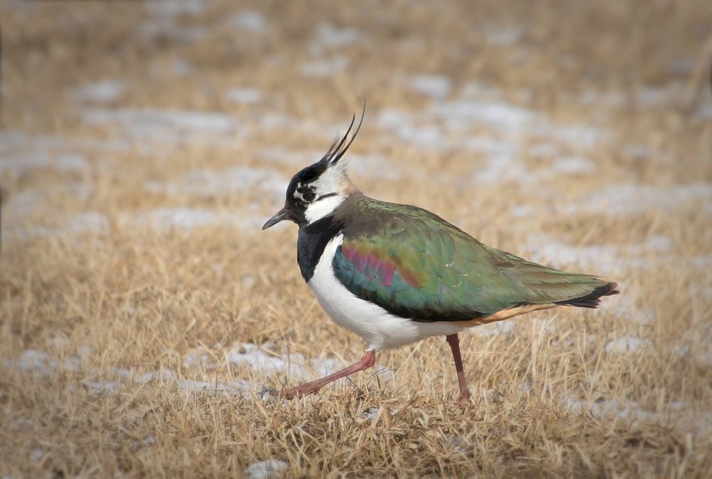 Чибис Vanellus Vanellus