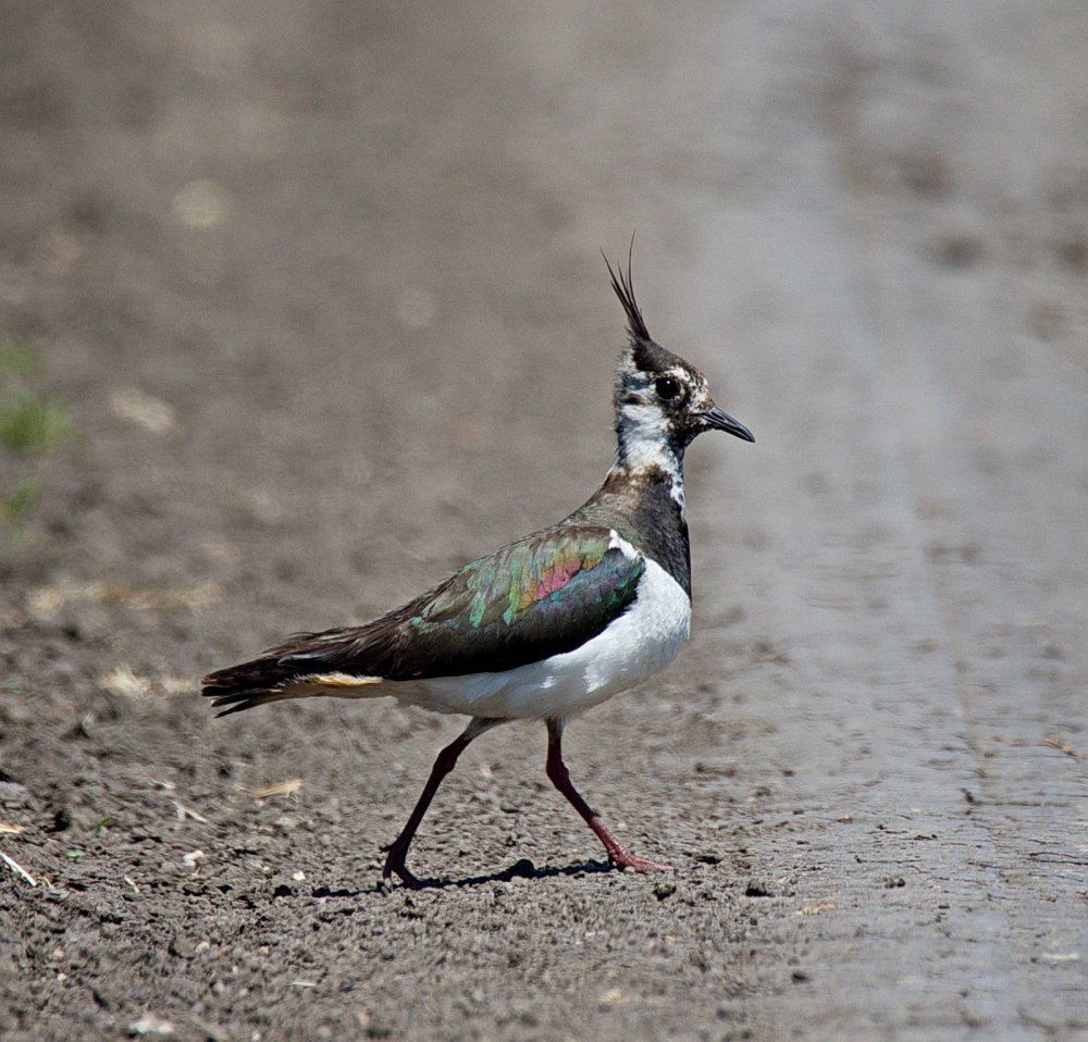 Чибис Vanellus Vanellus
