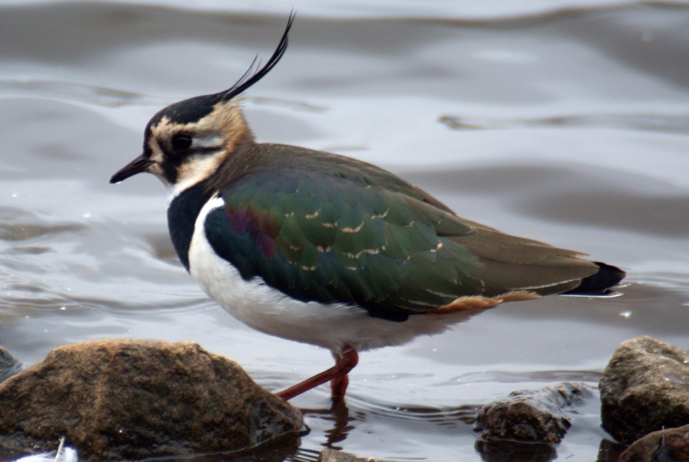 Чибис Vanellus Vanellus