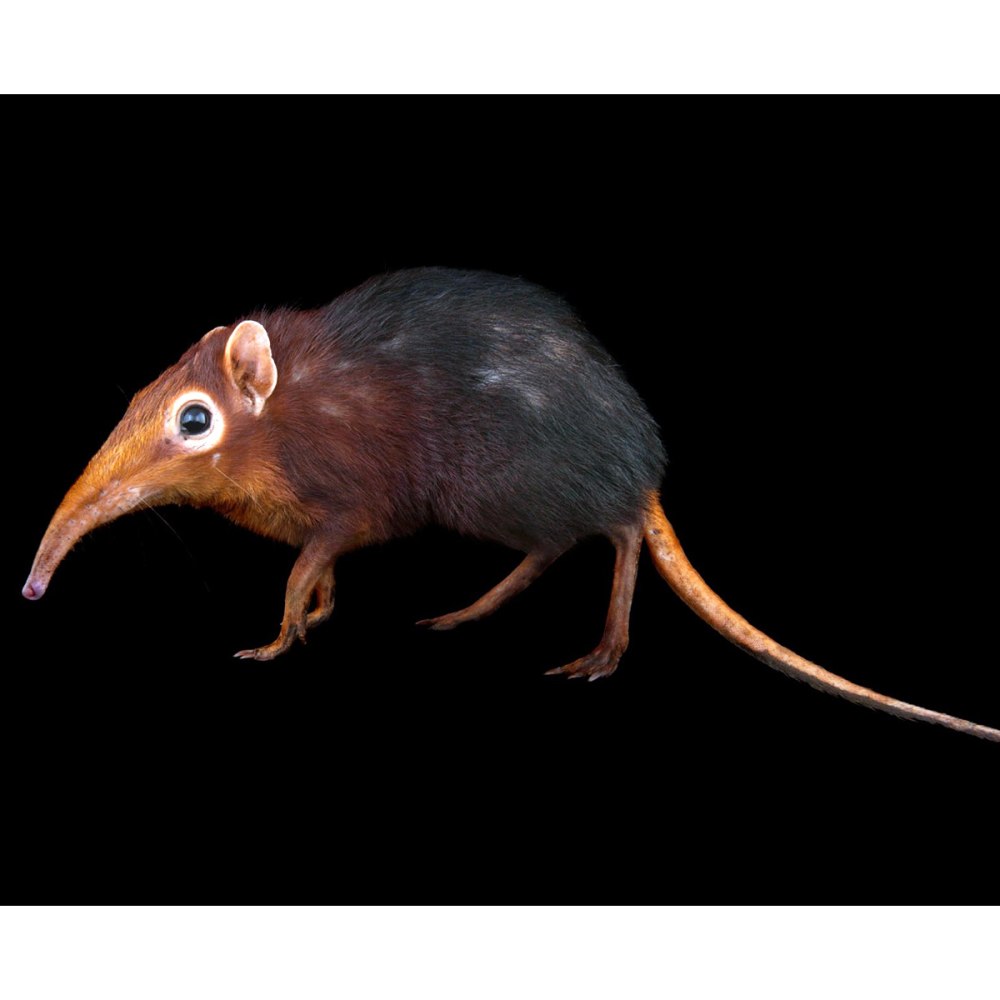 Rhynchocyon cirnei