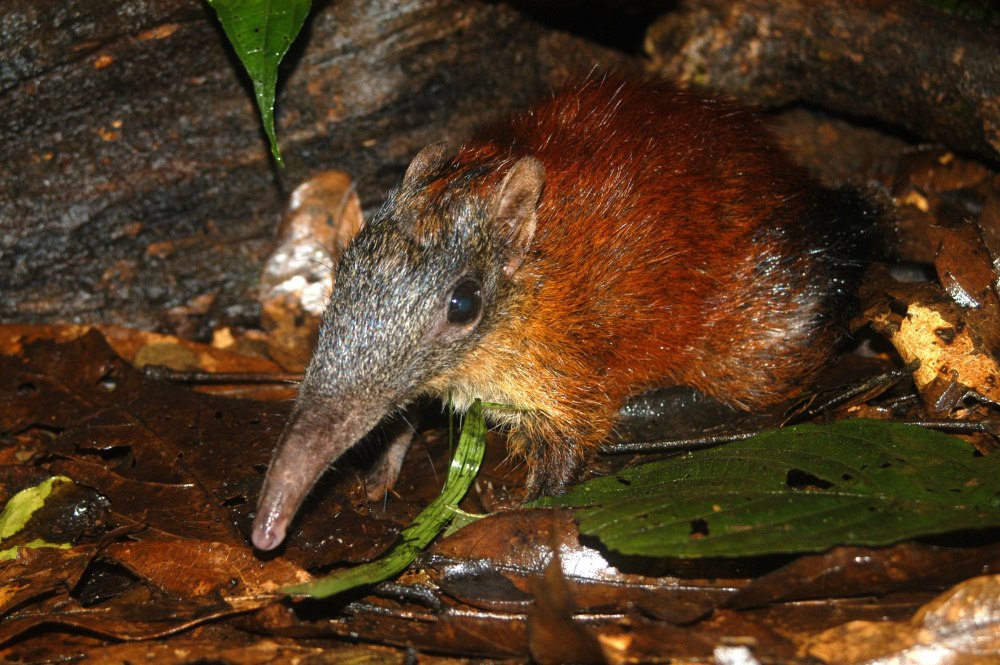 Rhynchocyon udzungwensis