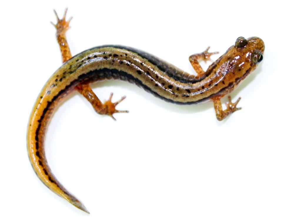 Eurycea bislineata