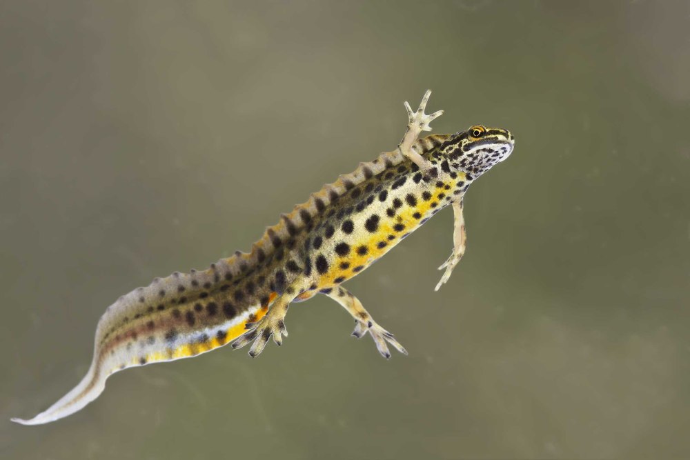 Обыкновенный Тритон (Triturus vulgaris)