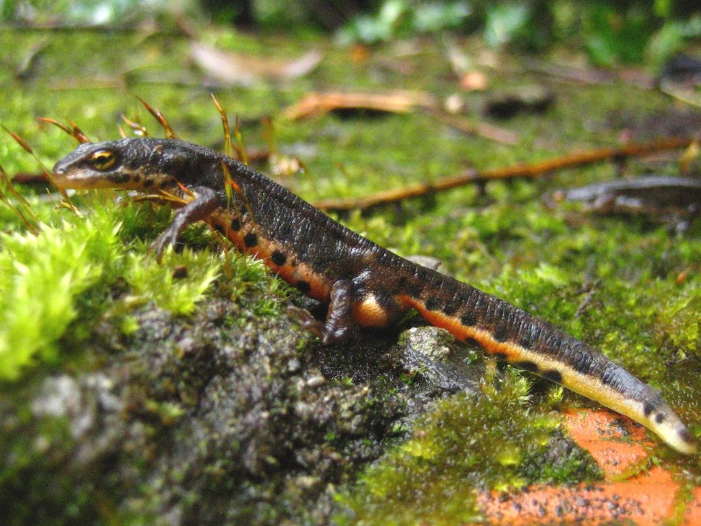 Обыкновенный Тритон (Triturus vulgaris)