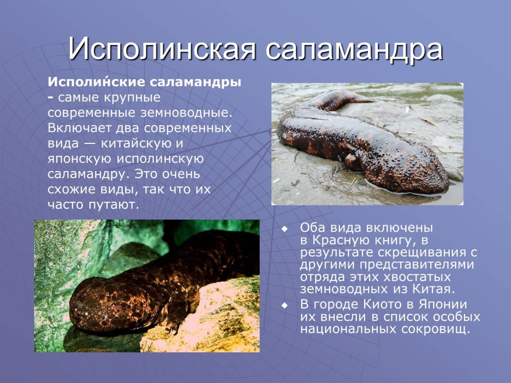 Размножение исполинской Саламандры
