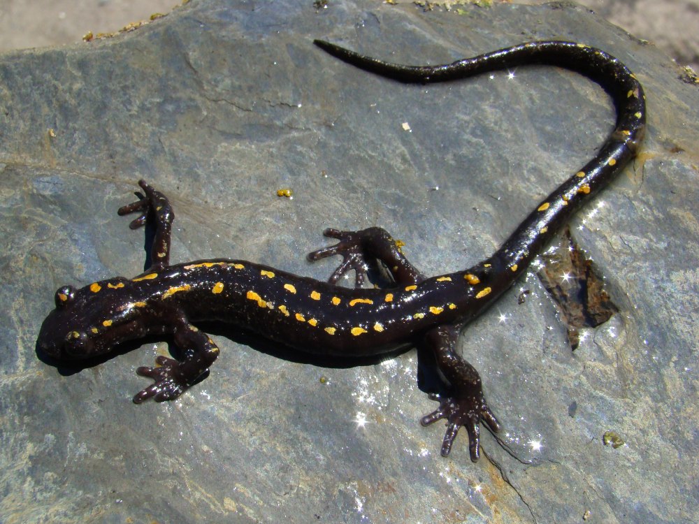 Кавказская саламандра (Mertensiella Caucasica)