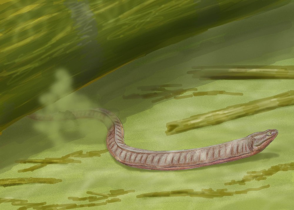 Тонкопозвонковые земноводные