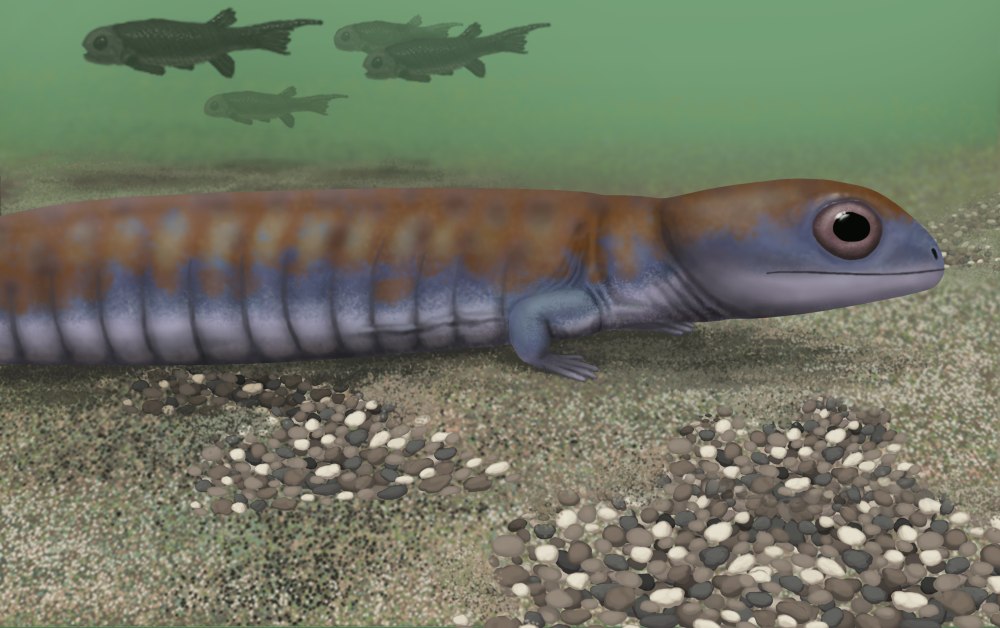 Тонкопозвонковые амфибии