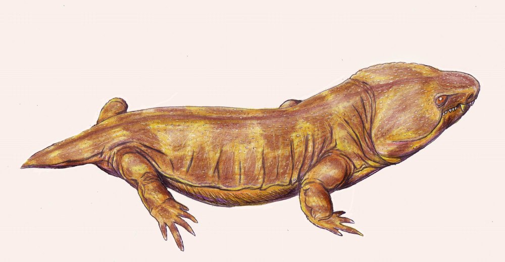 Лепоспондил земноводные