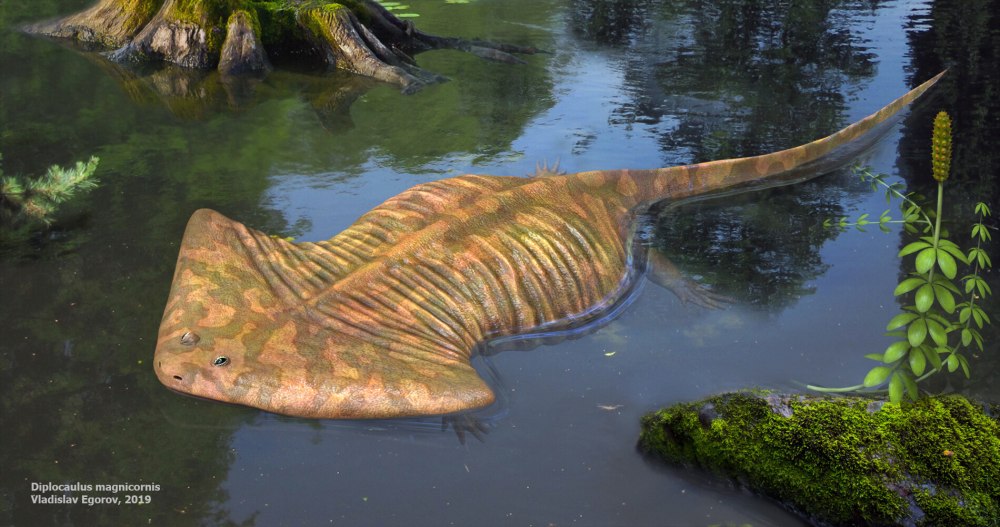 Саламандра Диплокаулус