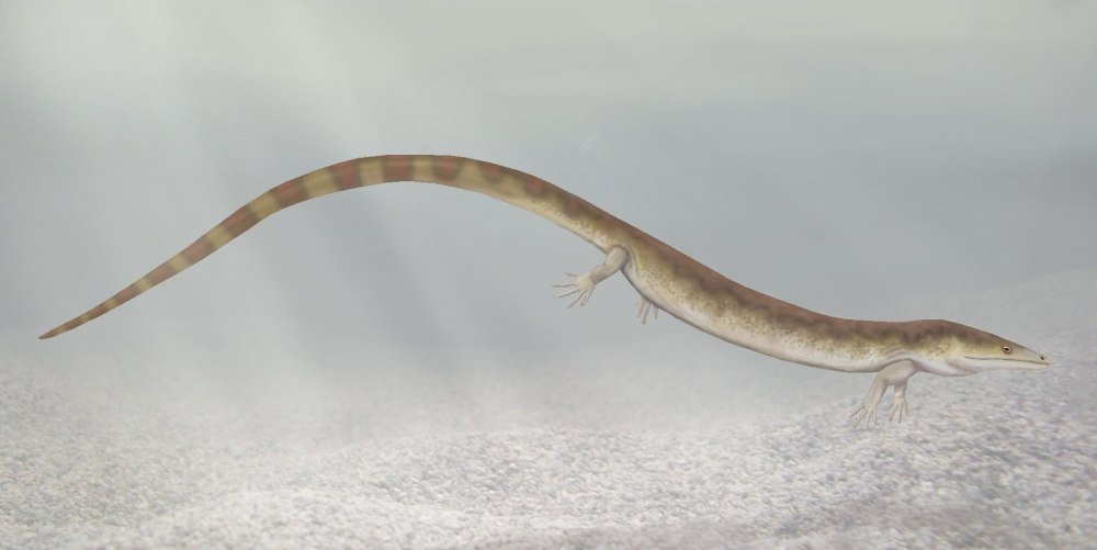 Тонкопозвонковые земноводные