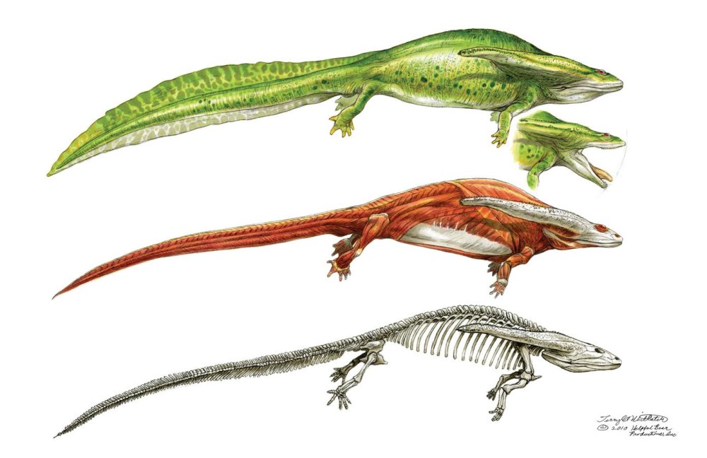 Пермский период Диплокаулус