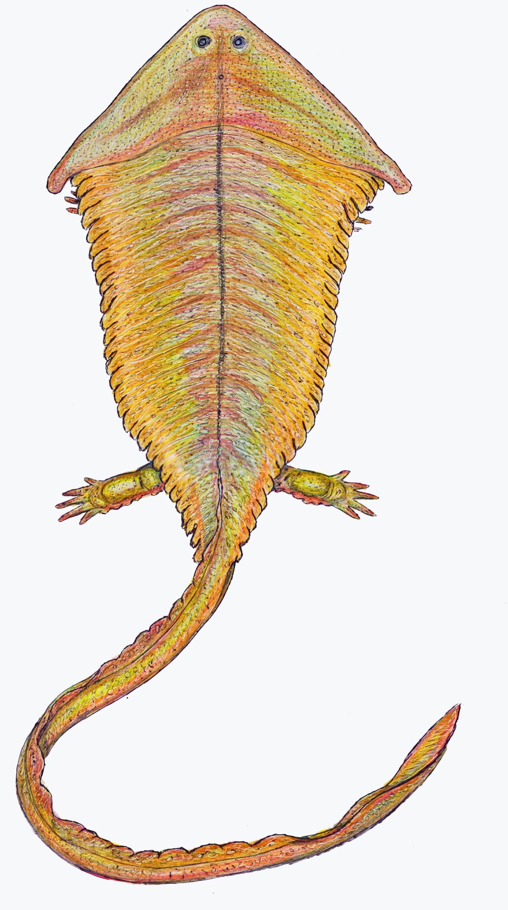 Саламандра Диплокаулус