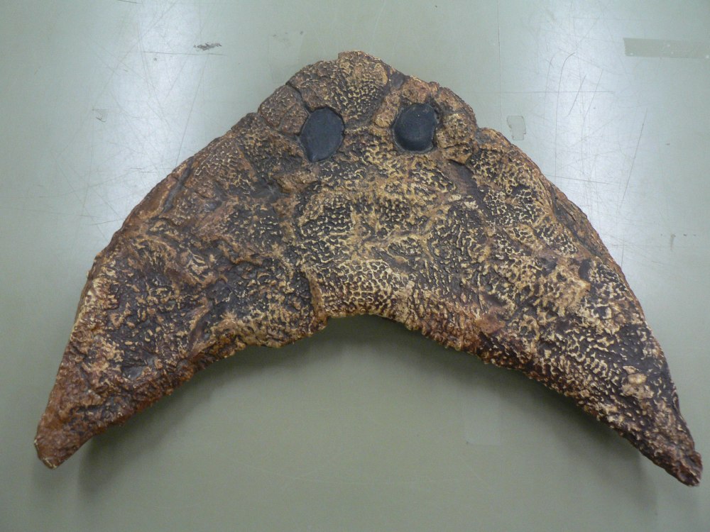 Флегетонтия