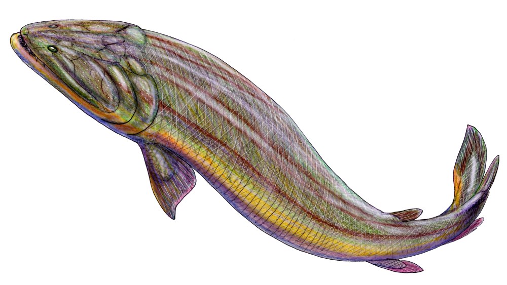 Gooloogongia loomesi