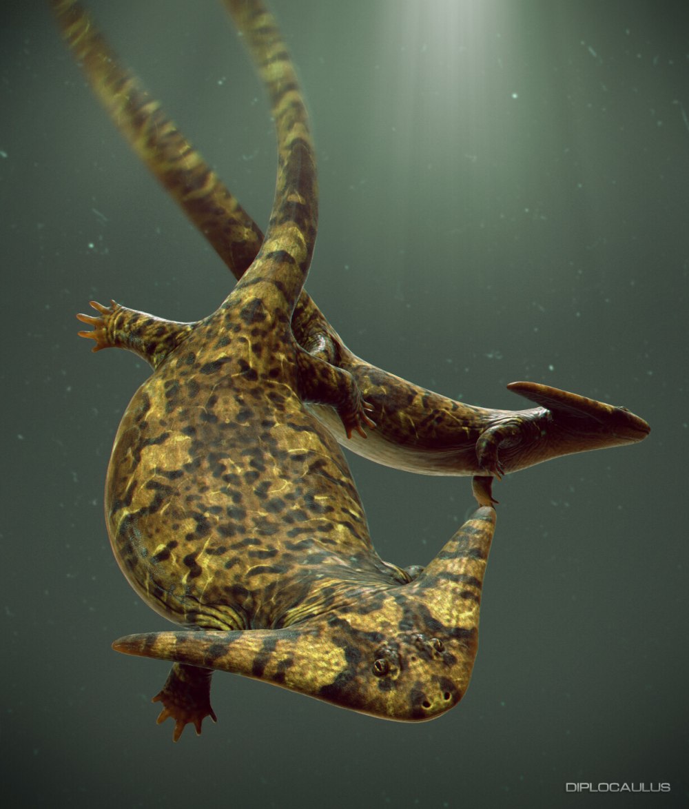 Саламандра Диплокаулус