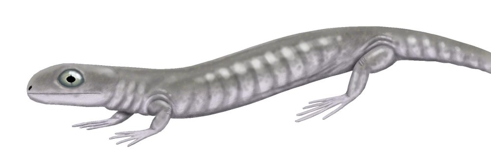 Лепоспондил земноводные