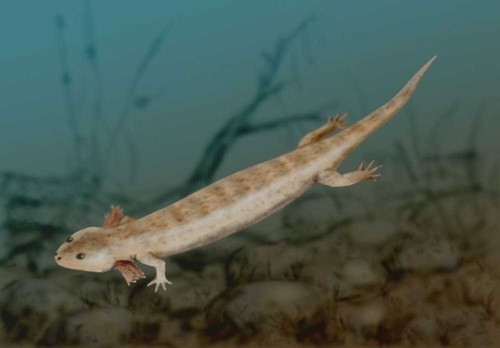 Microsauria. Микрозавры