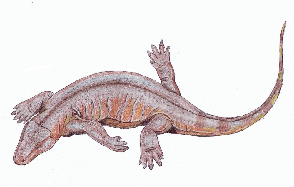 Сеймурия переходная форма