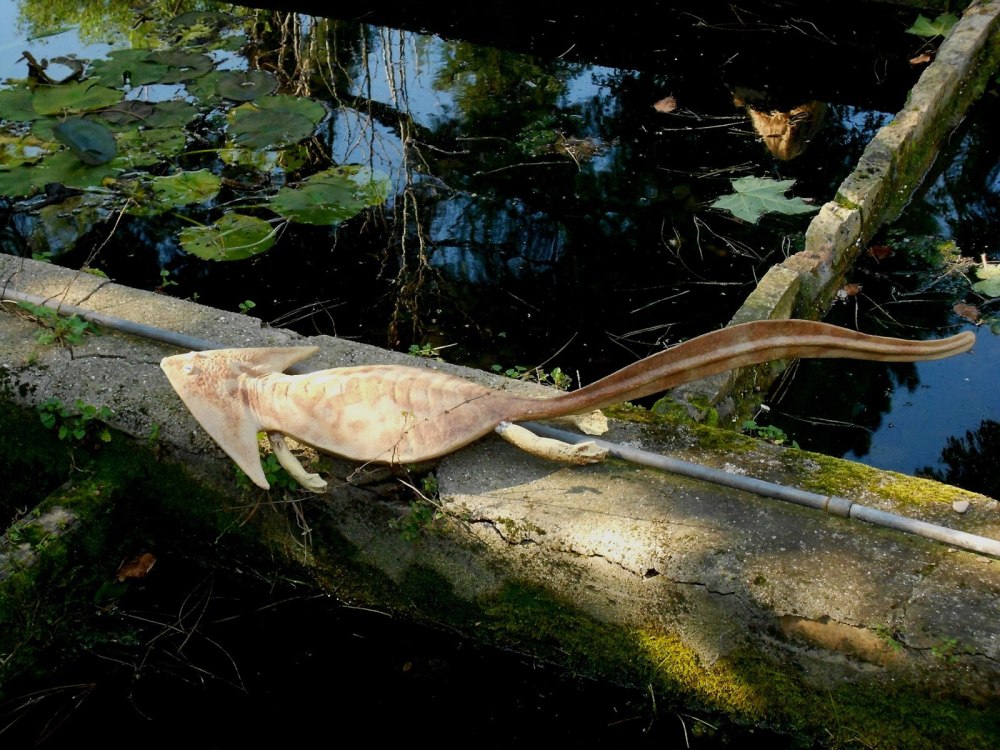 Саламандра Диплокаулус
