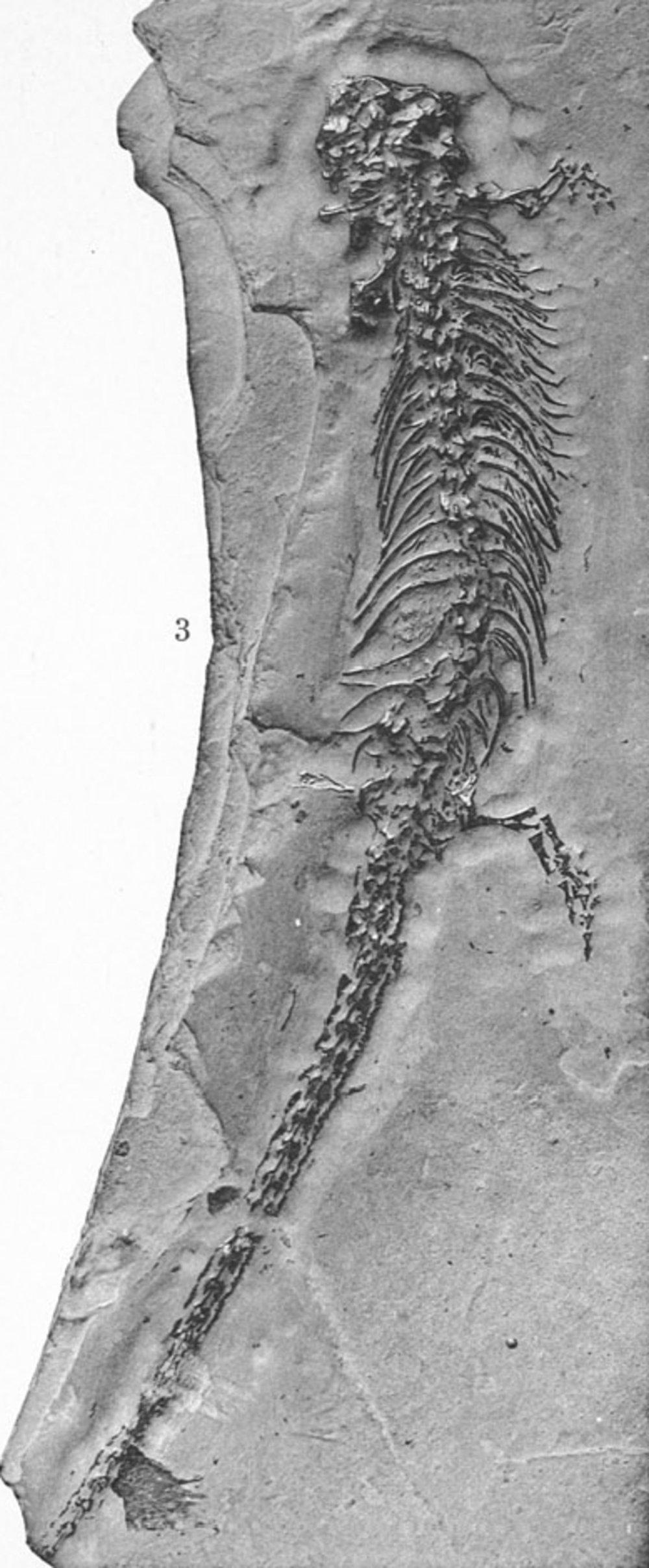 Лепоспондилы картинка
