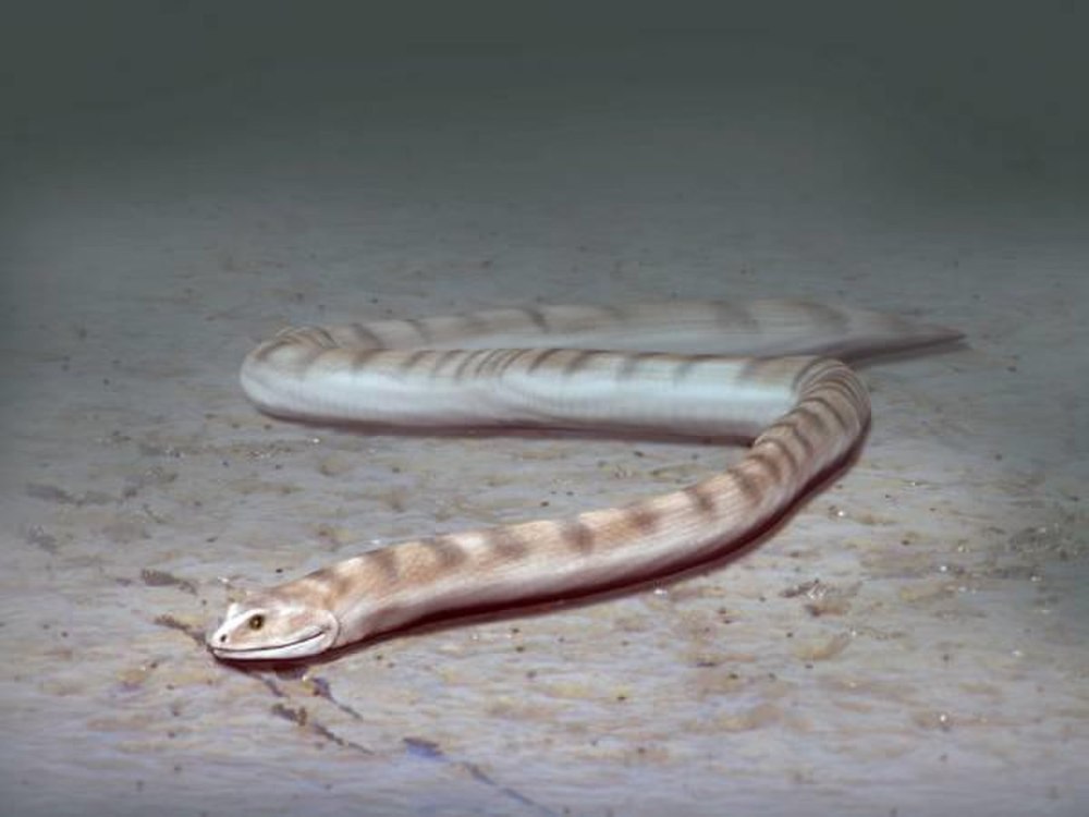 Подкласс Тонкопозвонковые