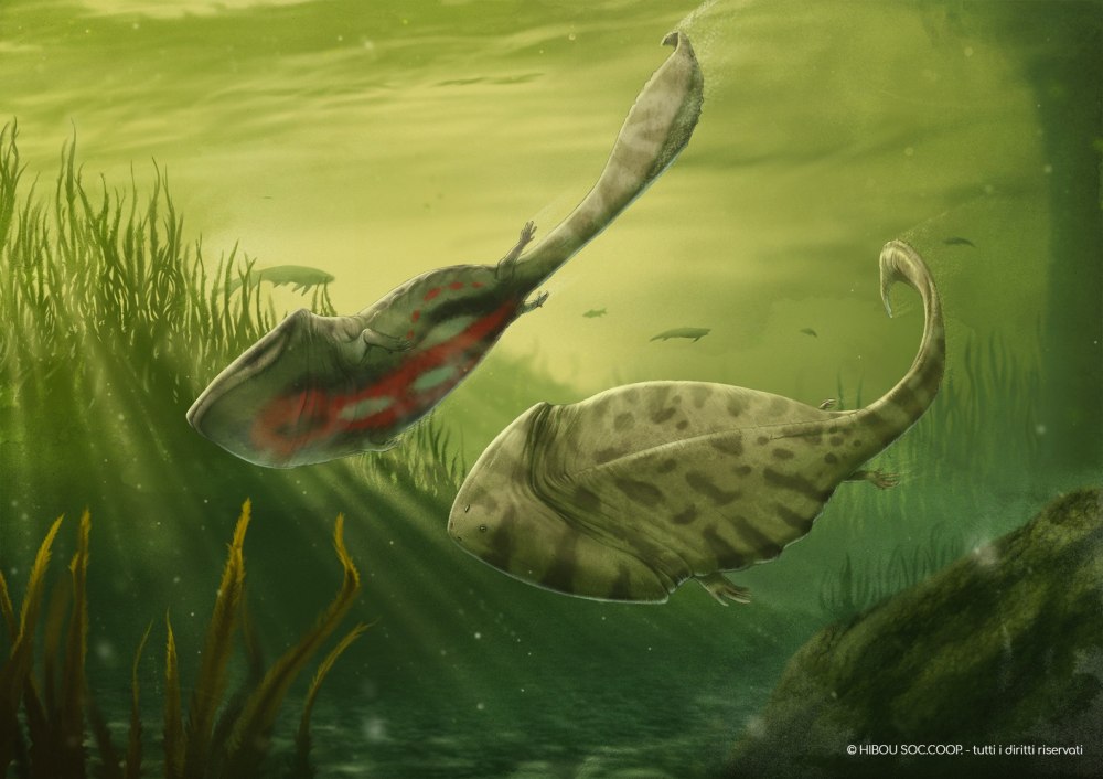 Diplocaulus in Water