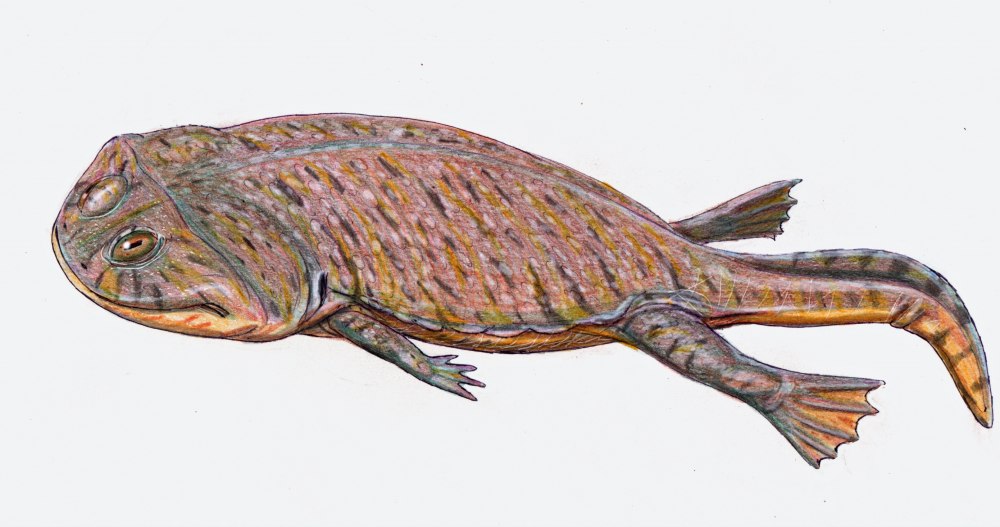 Древние амфибии стегоцефалы