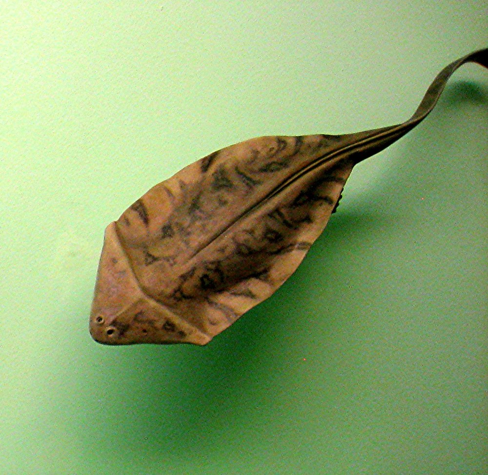 Diplocaulus фото