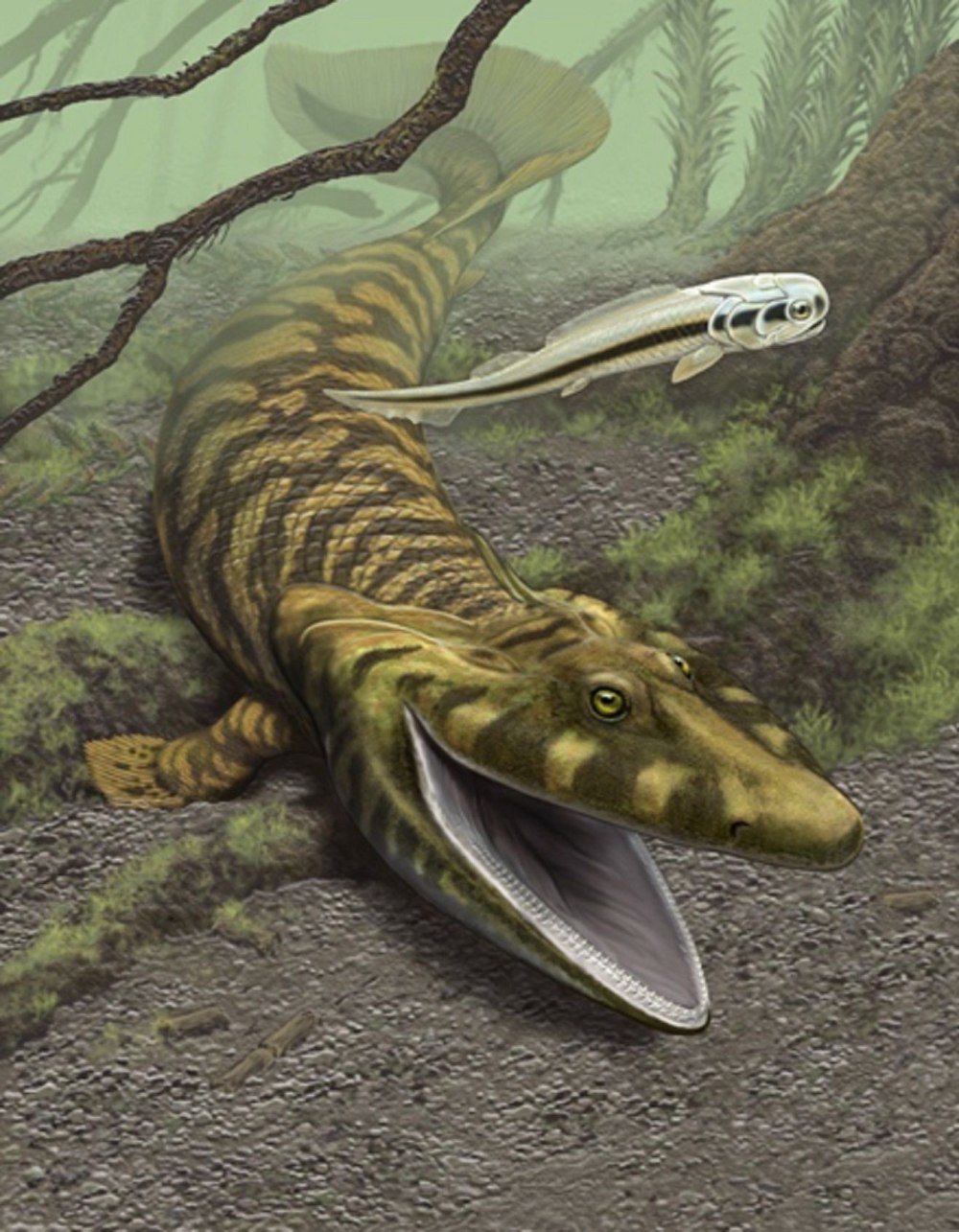 Тиктаалик земноводное